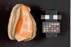 Foto einer Schnupftabakdose aus einer Helmschnecke (NHMW-ZOO-MO-0081100-ETH-048a)